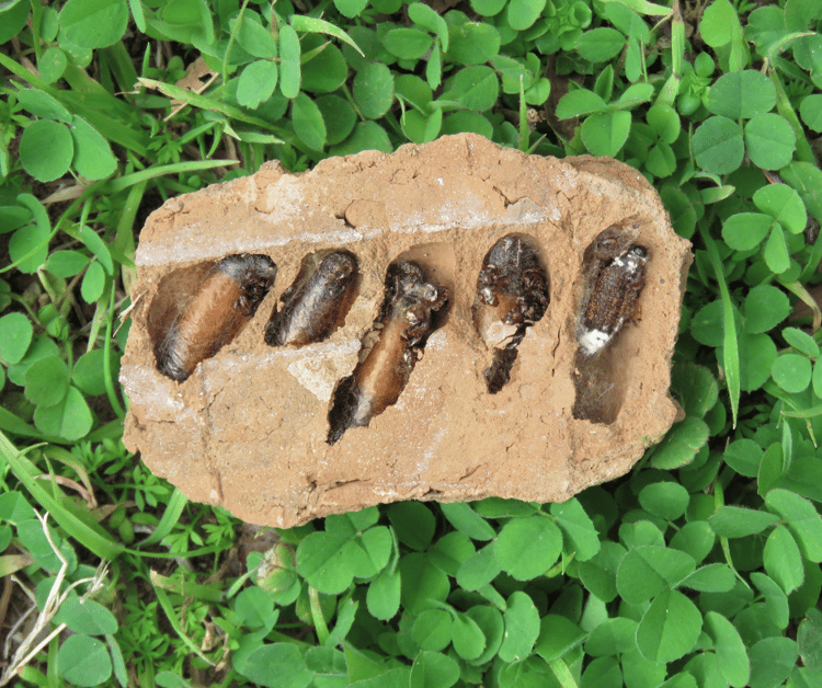 Do Mud Daubers Sting People?